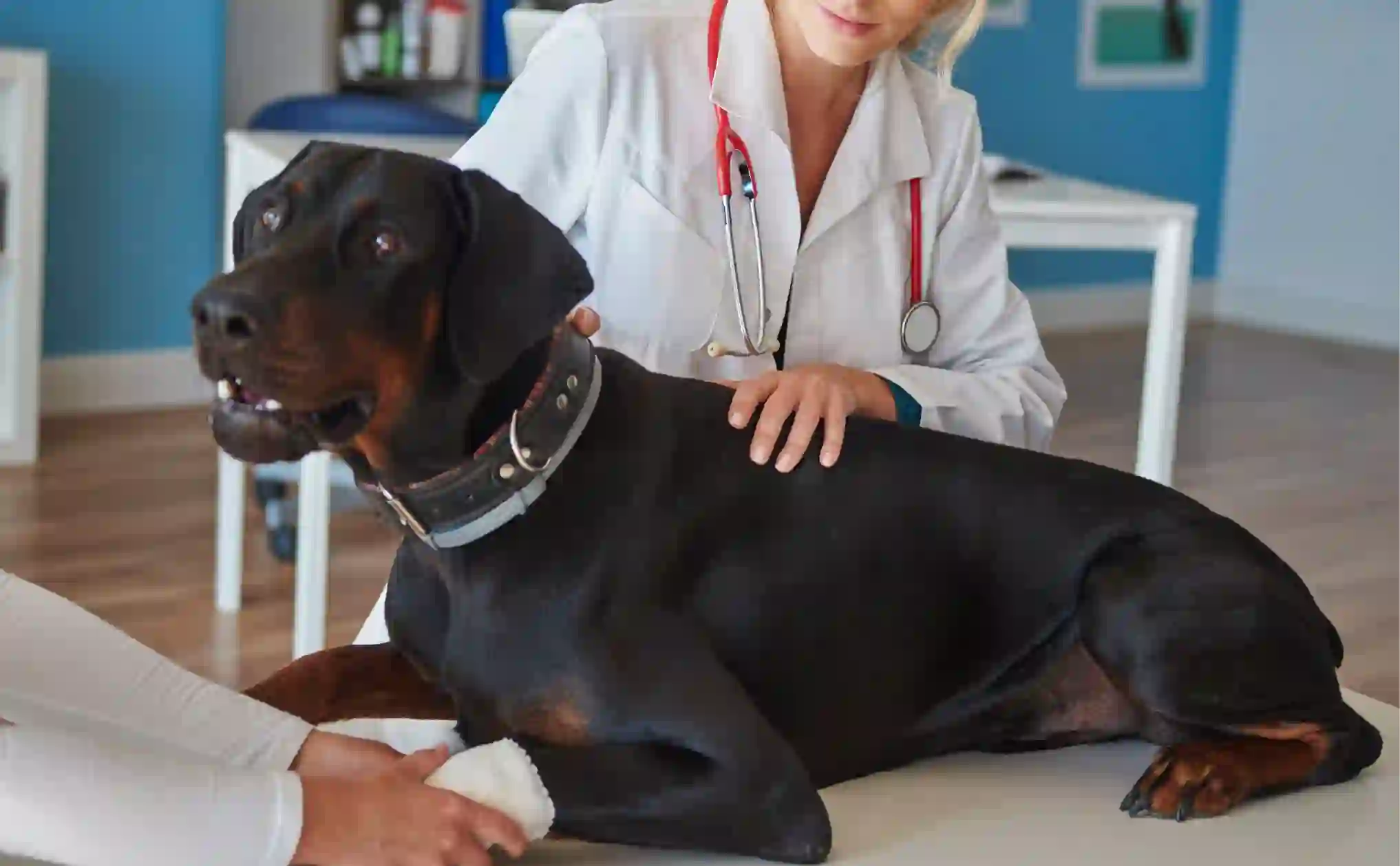 Understanding Anxiety and Reactivity in Pets