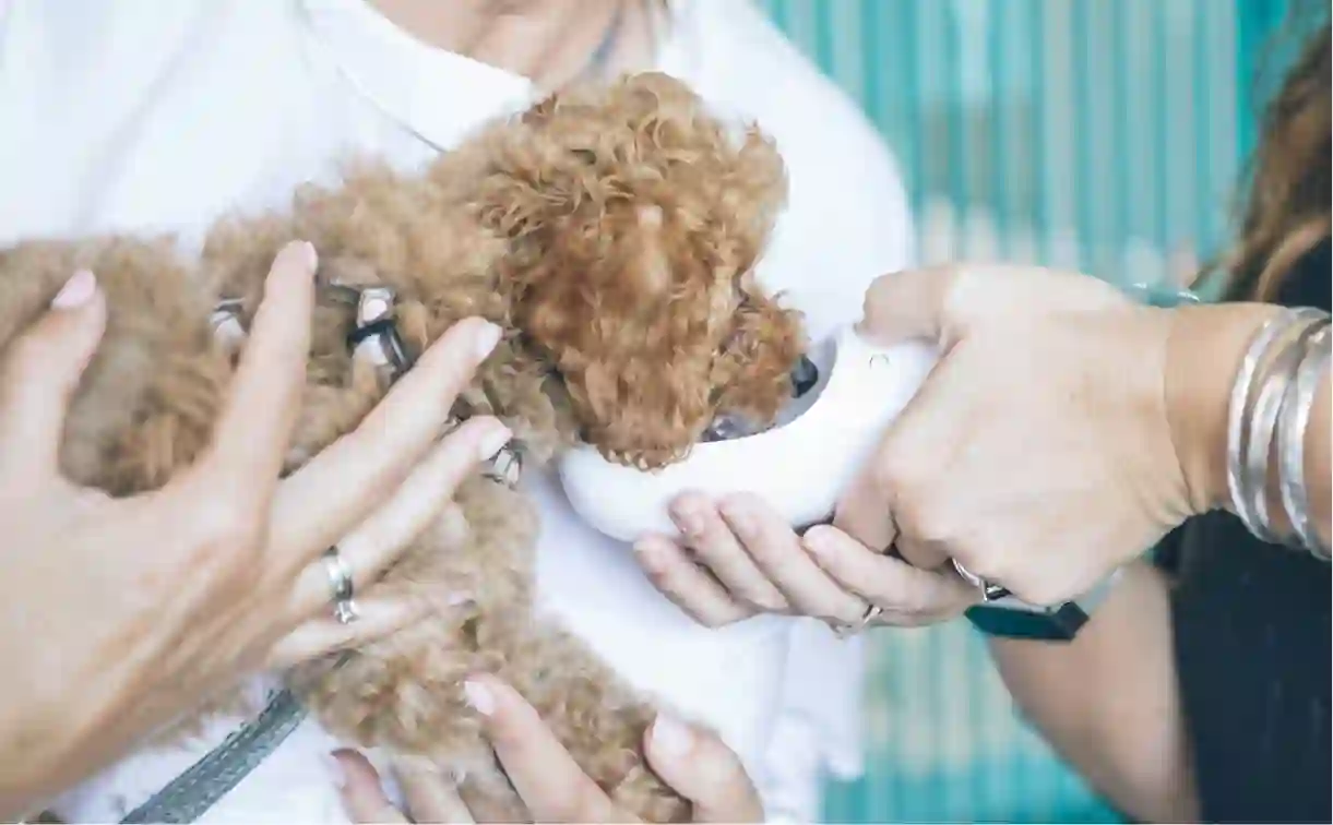 What is Dog Insurance?