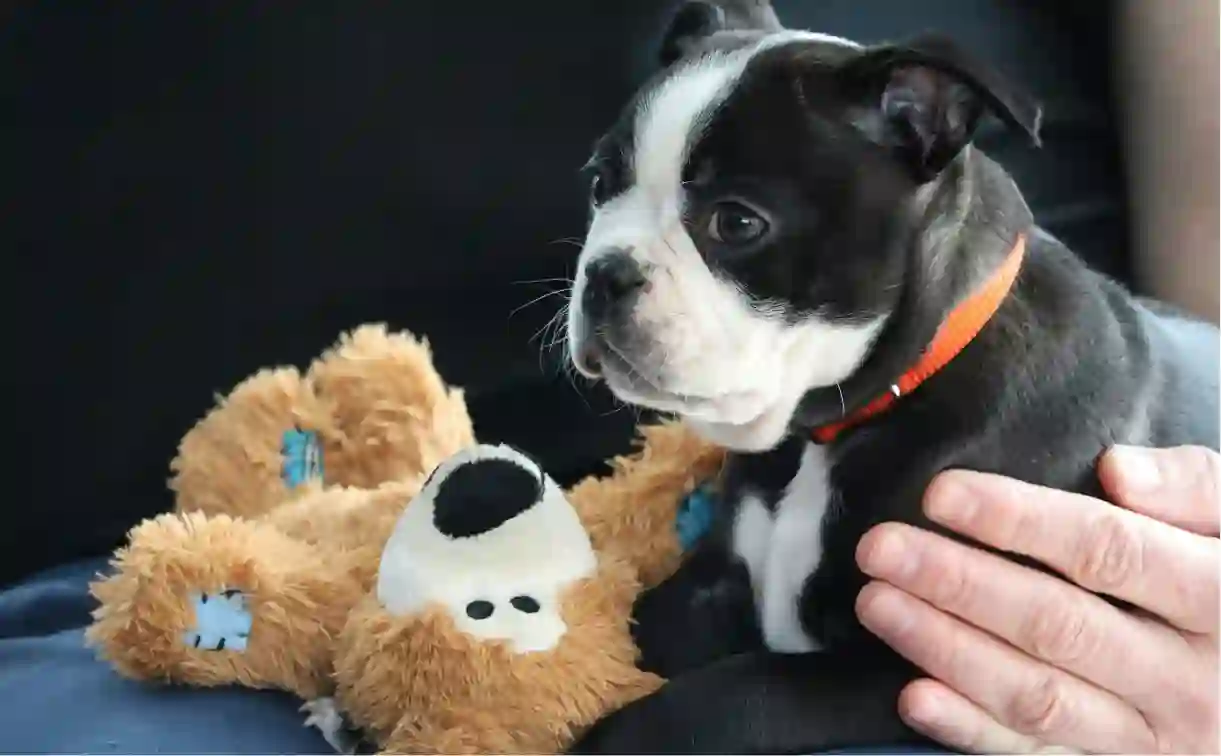 How to Choose the Right Dog Insurance