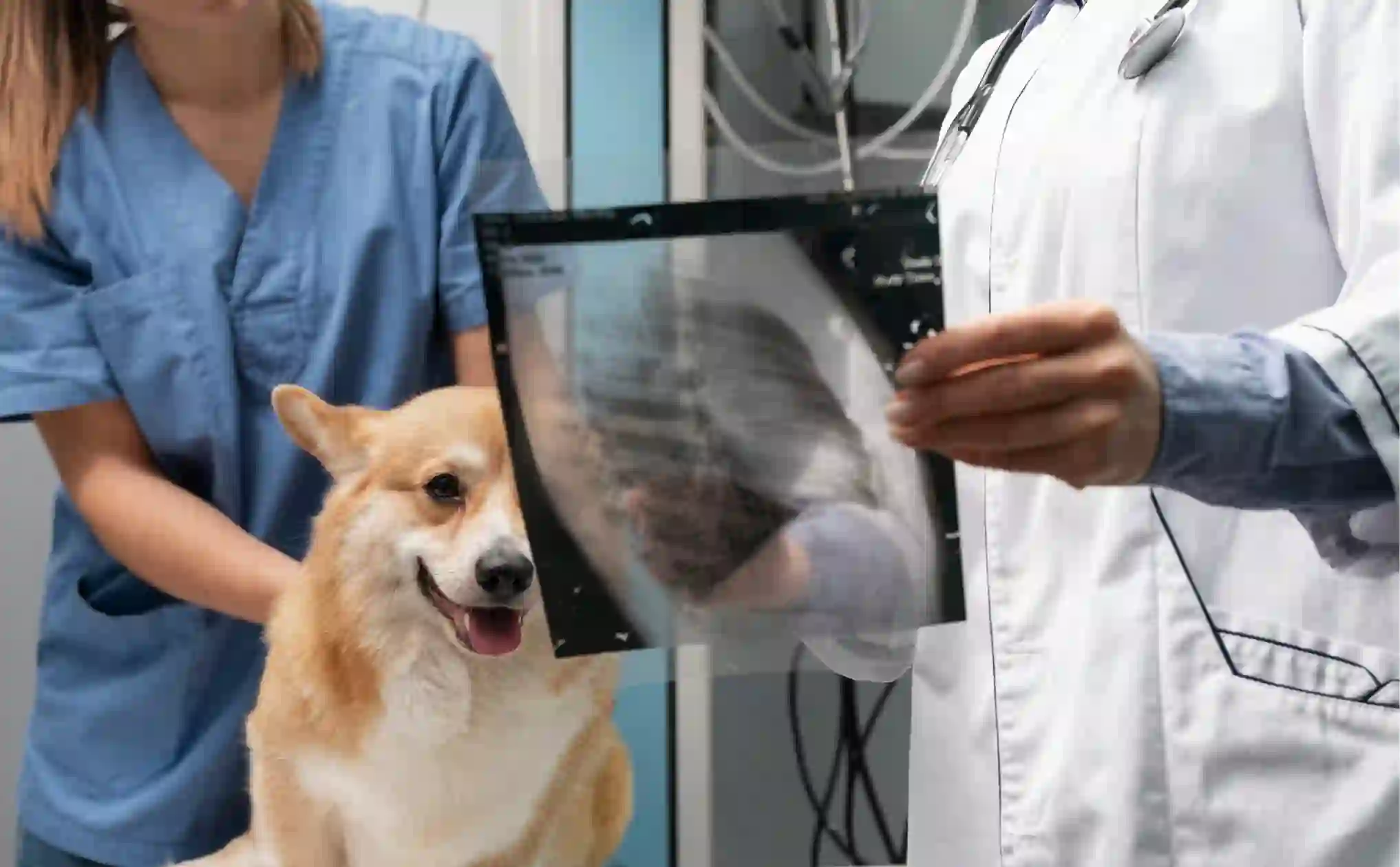 The Future of Veterinary Oncology