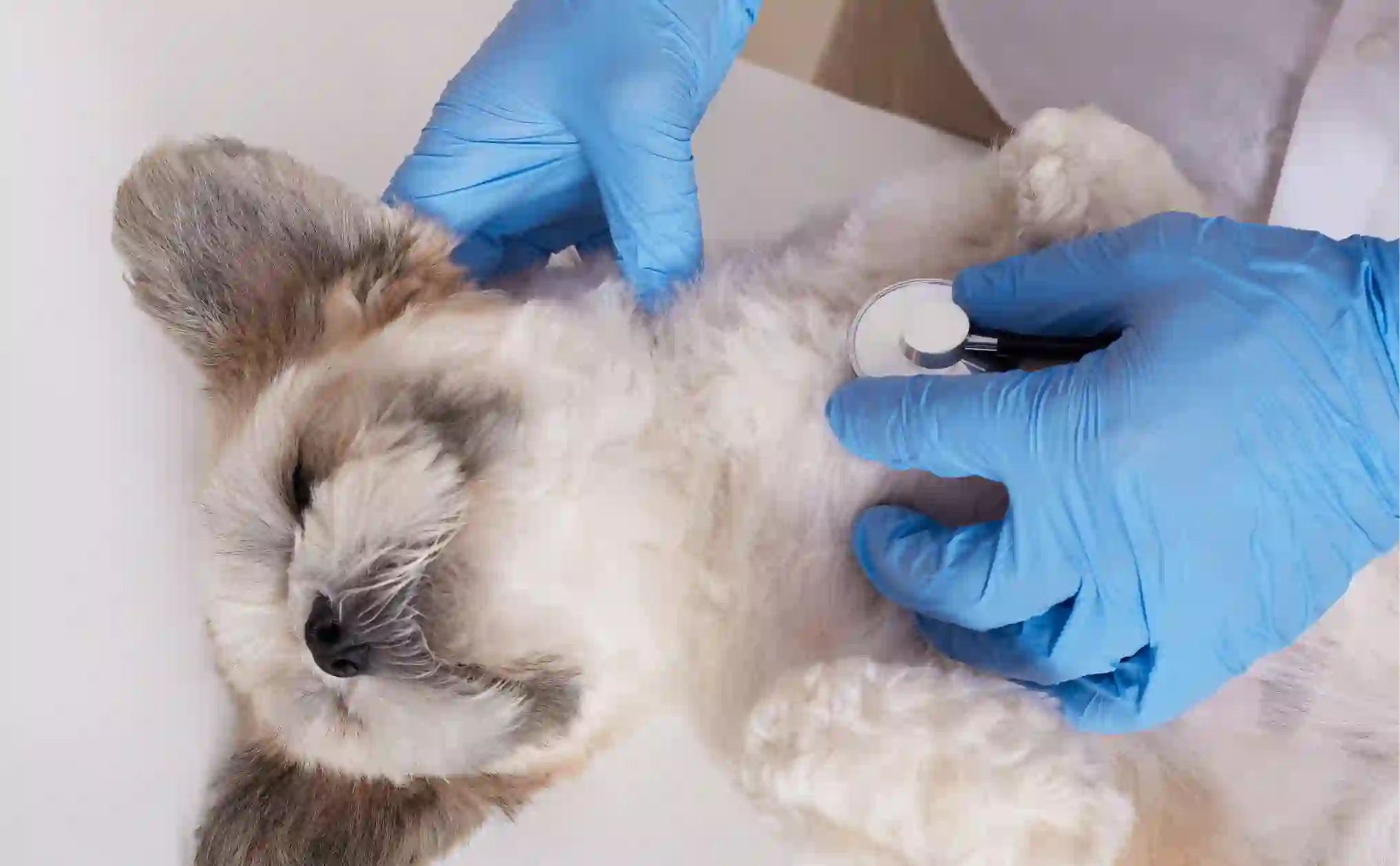 Common Veterinary Applications