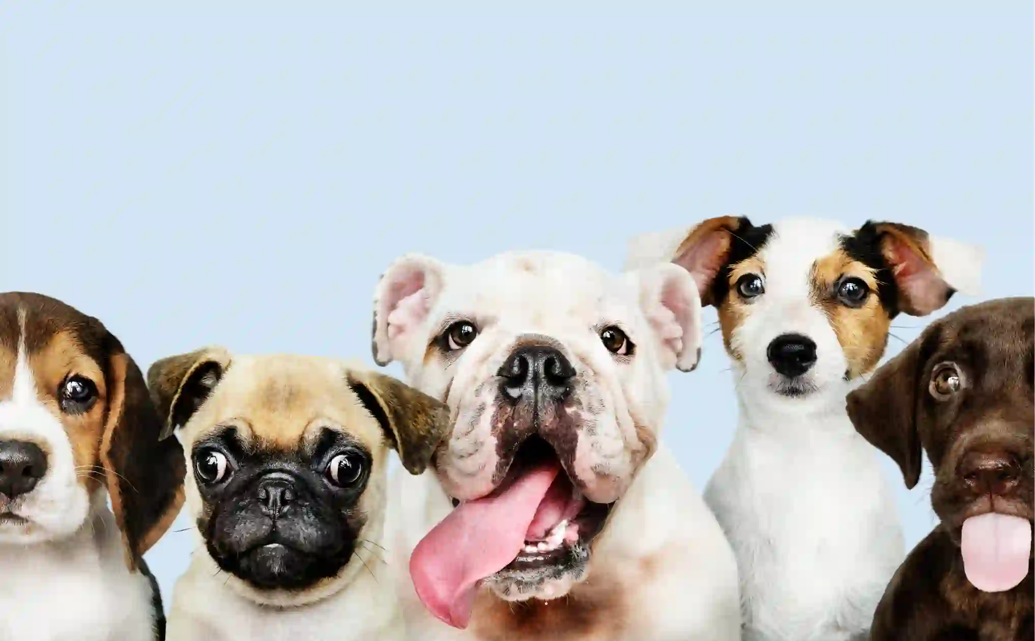 Pet Insurance & Financial Products