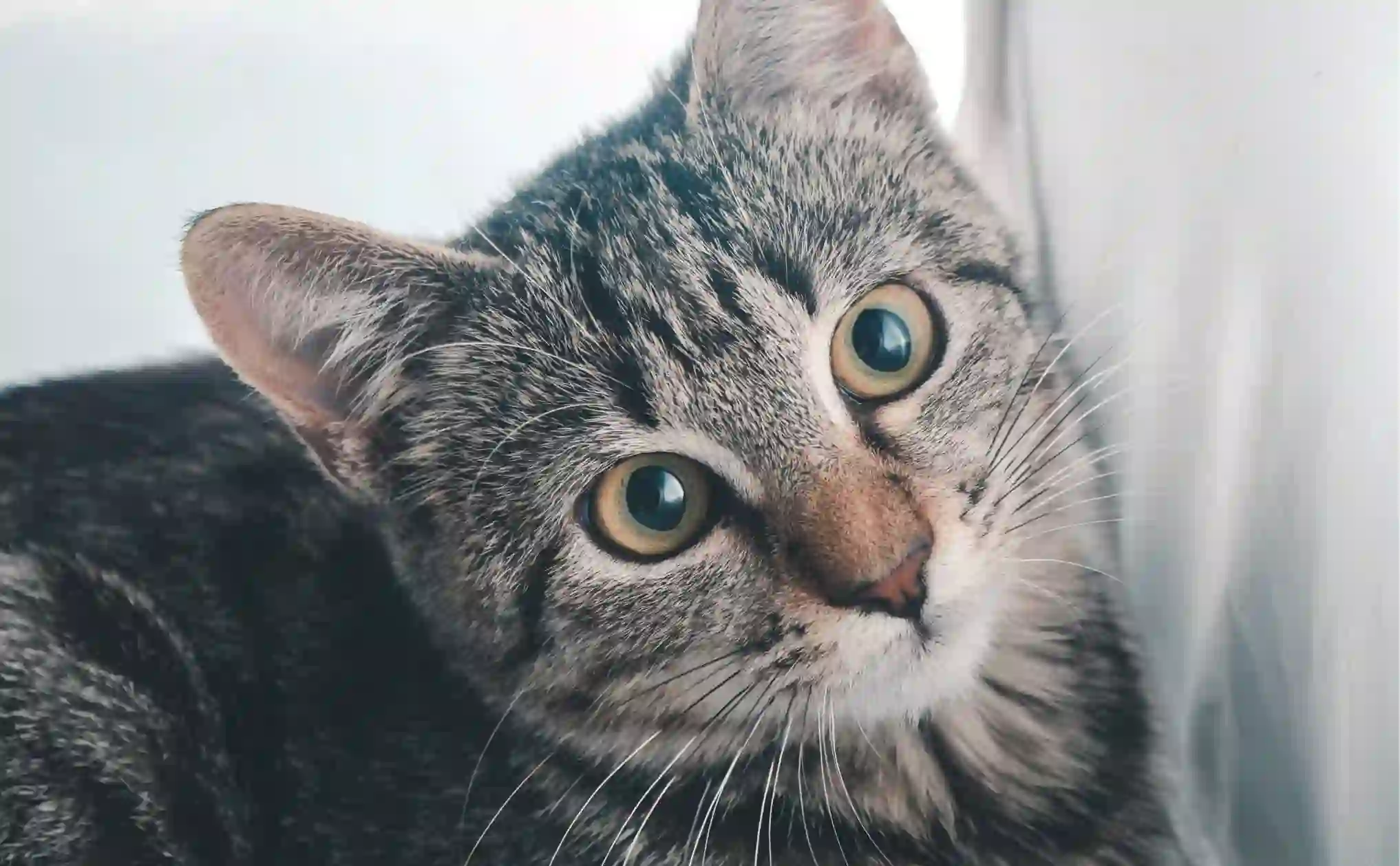 The Pet Retail Landscape in 2025