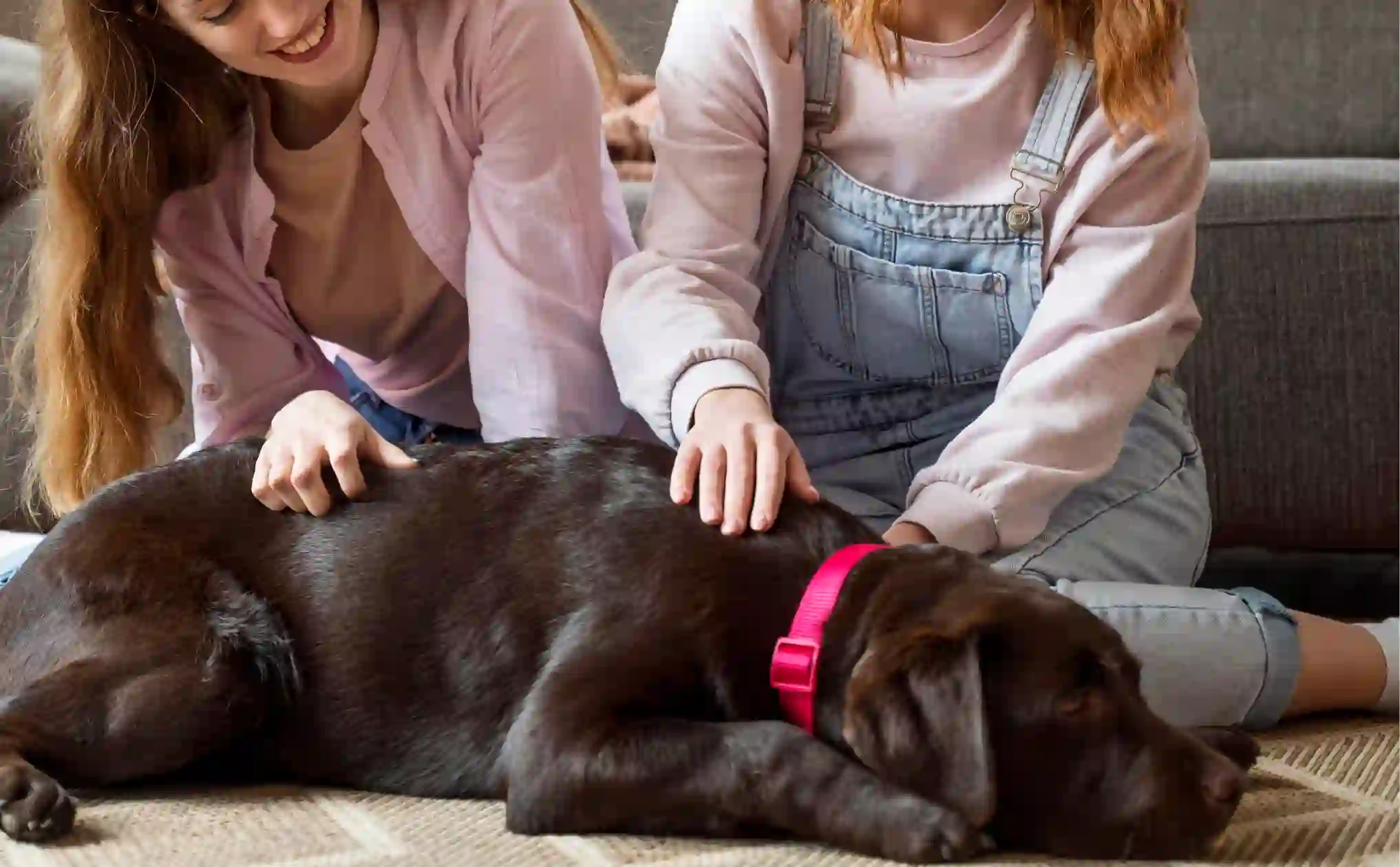 The Preventive Care Gap in U.S. Veterinary Medicine