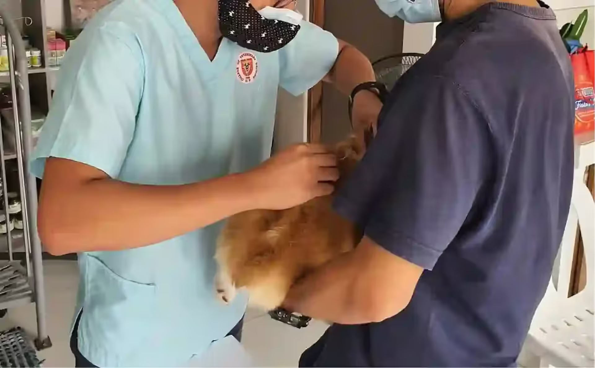 Finding the Best Local Veterinarians Near You