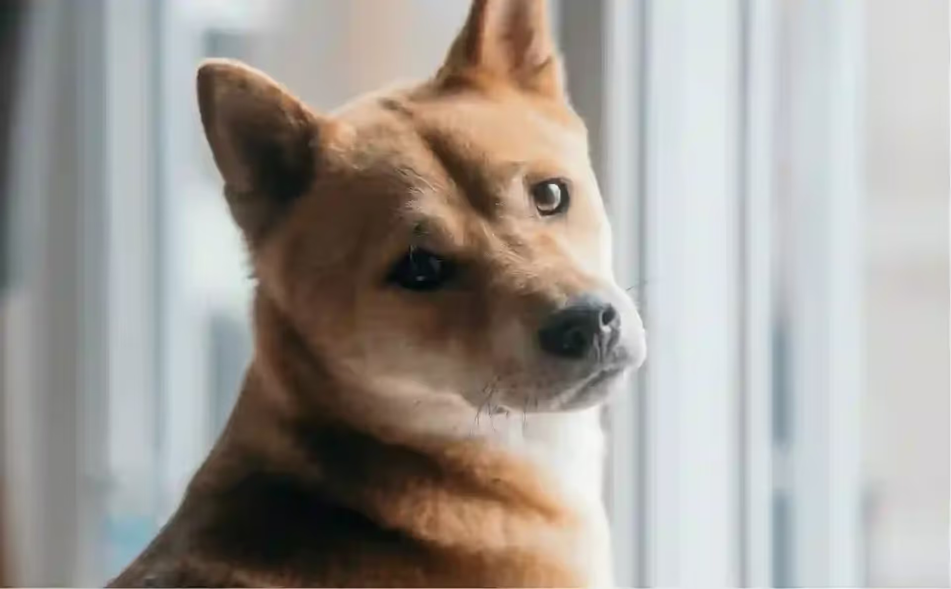 Top 5 Dog Insurance Plans Reviewed