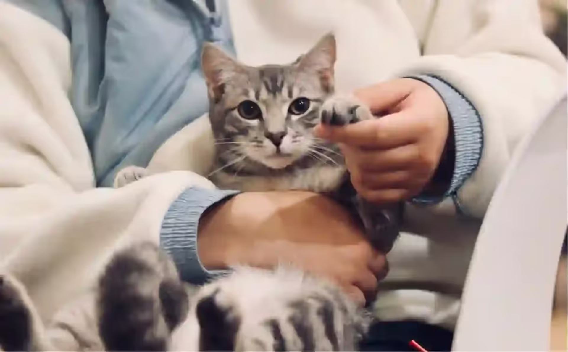 Essential Veterinary Care Tips for Dogs