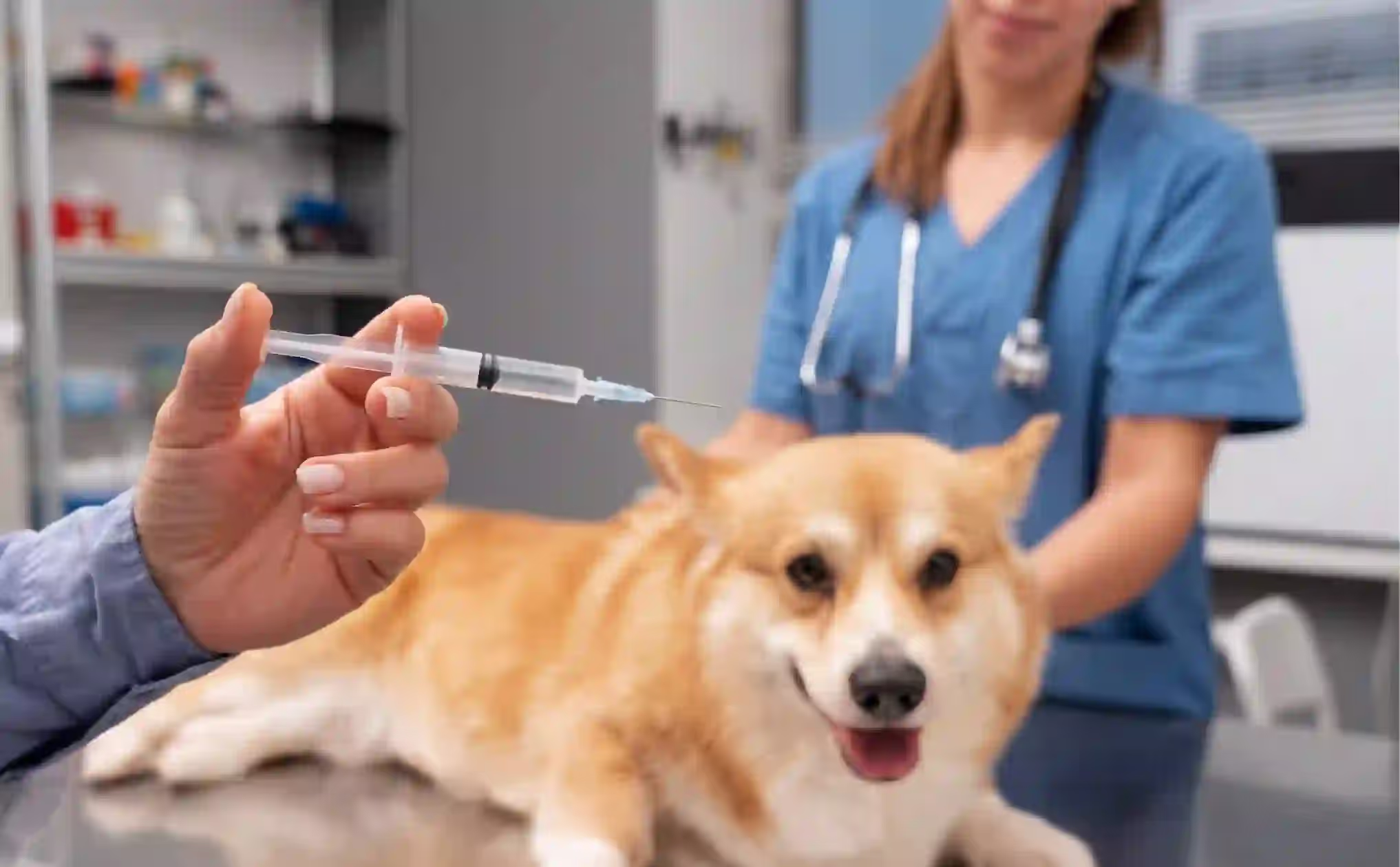 Regenerative Veterinary Medicine