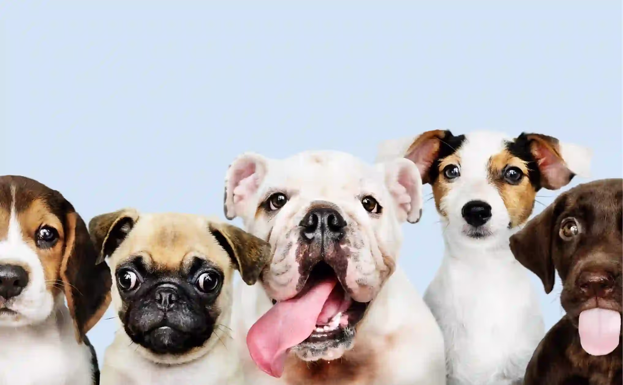 Pet Insurance & Financial Products