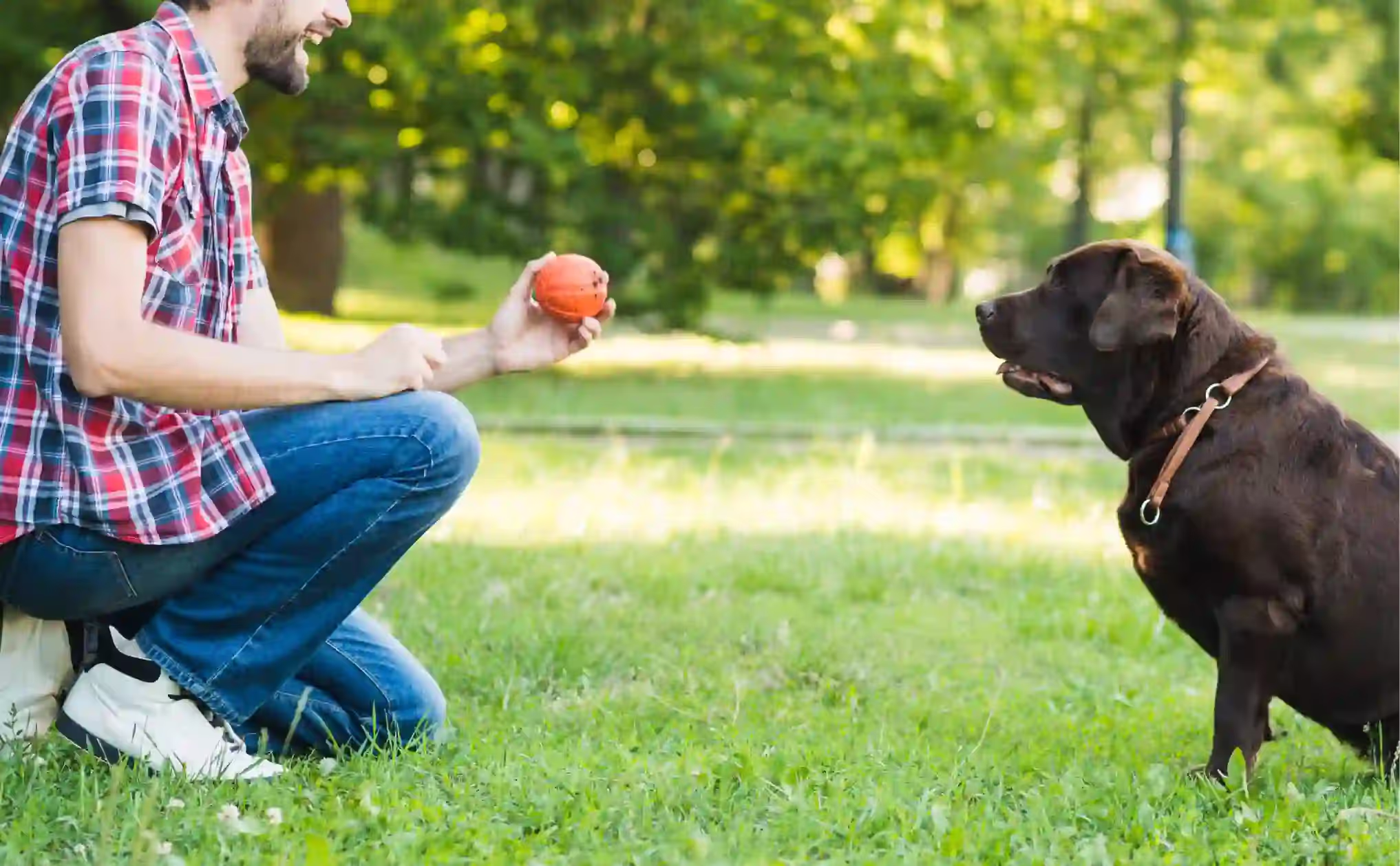 The Veterinarian's Role