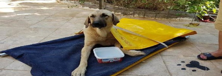 Otomobilin çarptığı yaralı köpeğe sahip çıkıldı haberine ait kapak resmi